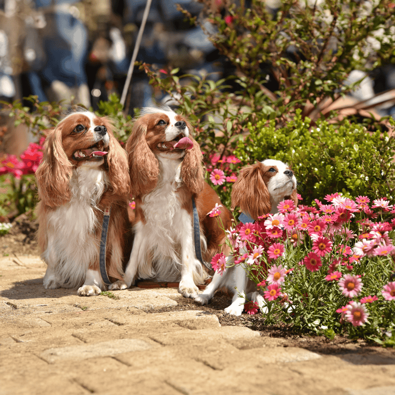 Cavalier King Charles Spaniel photo 2