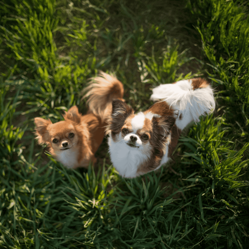 Chihuahua photo 2