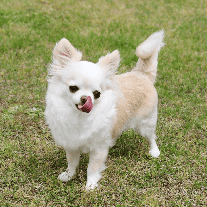 Chihuahua photo 3
