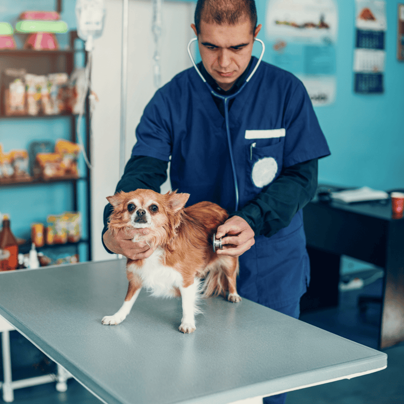 Chihuahua health