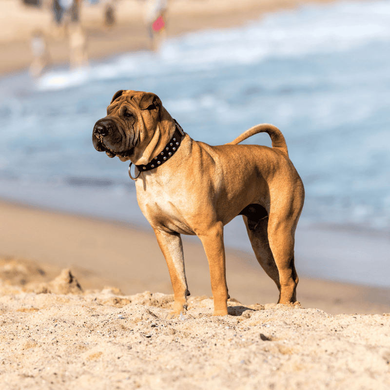 Chinese Shar Pei Their Name Means “Sand-Skin”