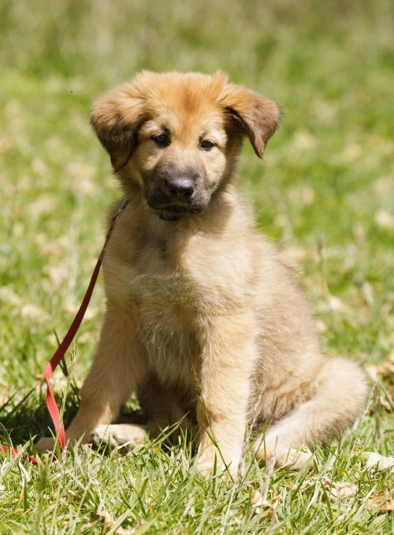 Chinook Puppies