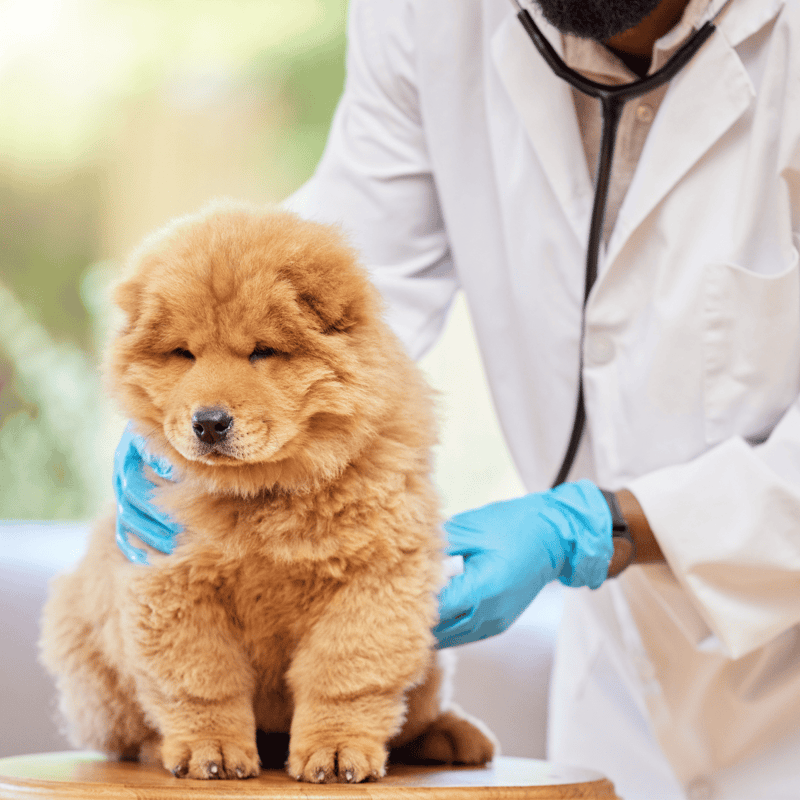 Chow Chow health