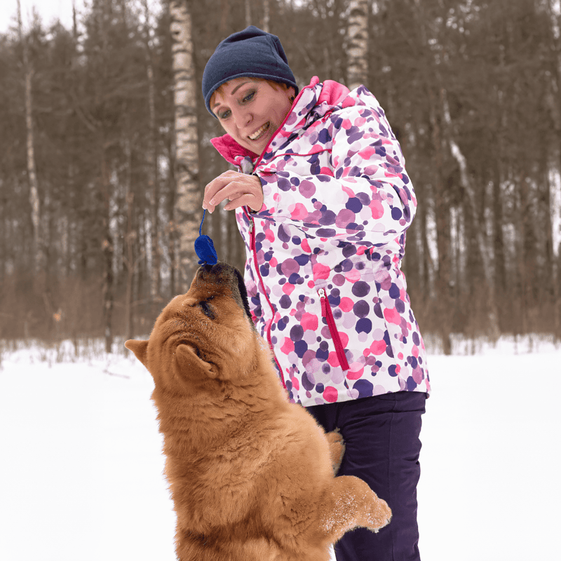 Chow Chow Training
