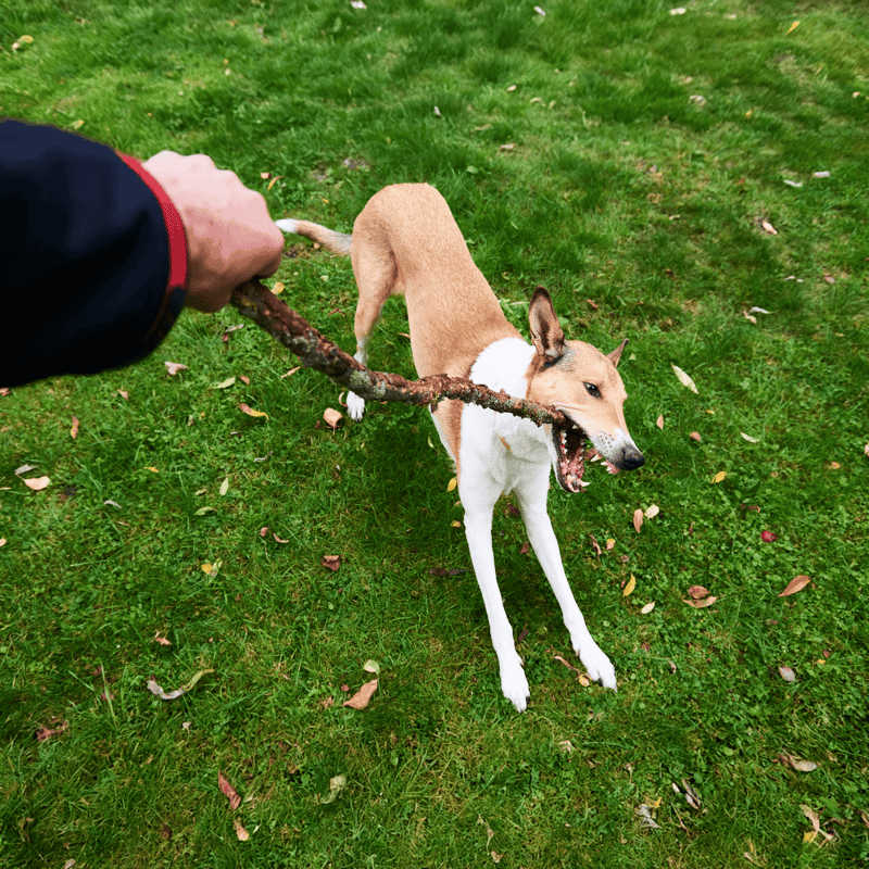 Collie Exercise