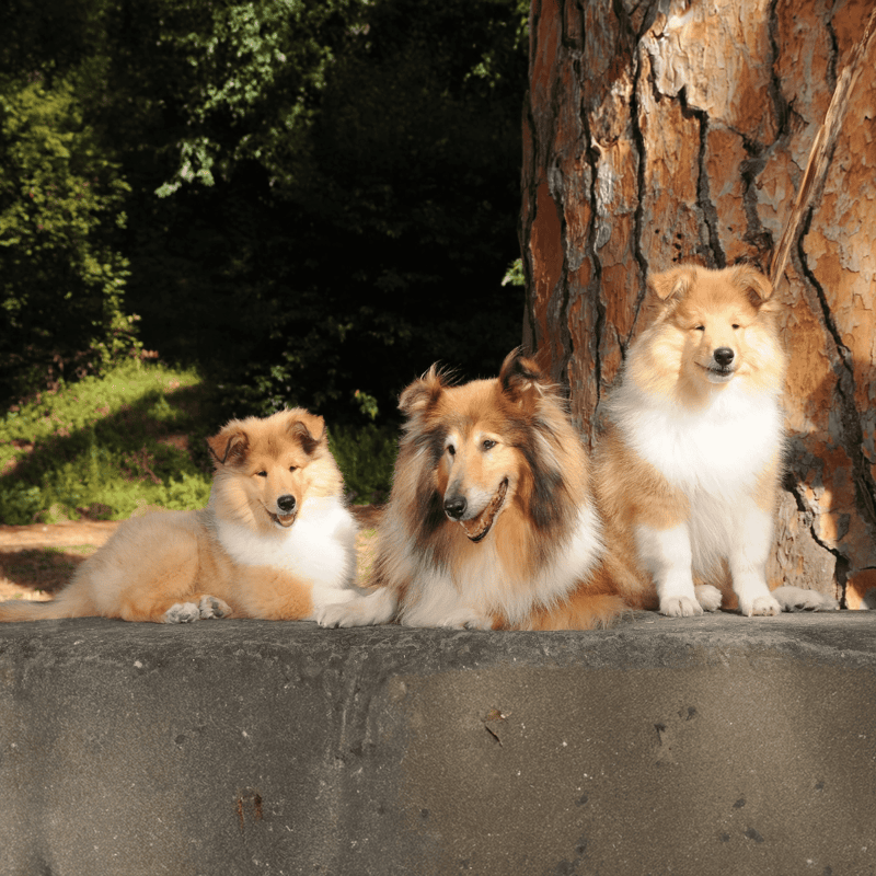 Collie photo 2