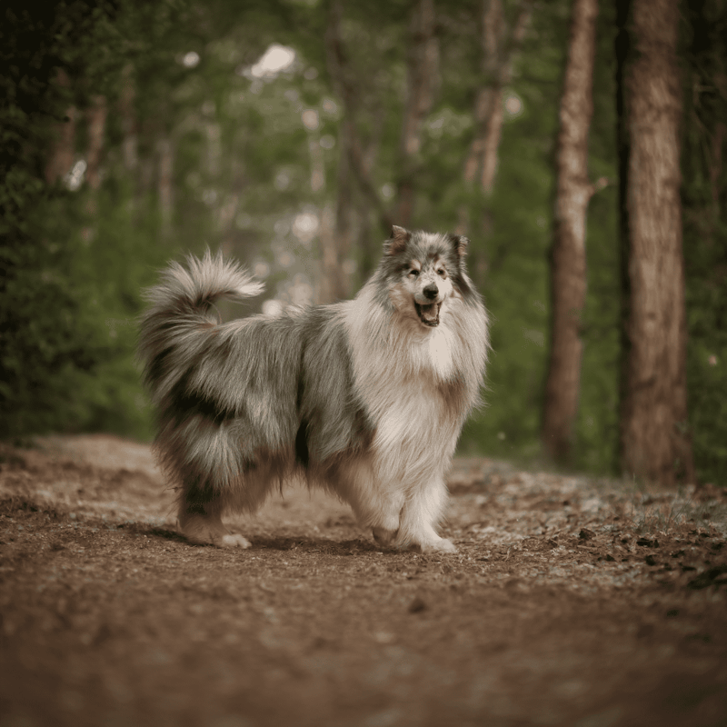 Collie photo 3