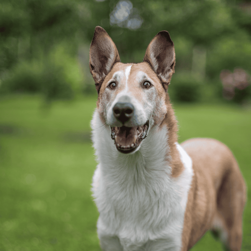 Collie photo 1
