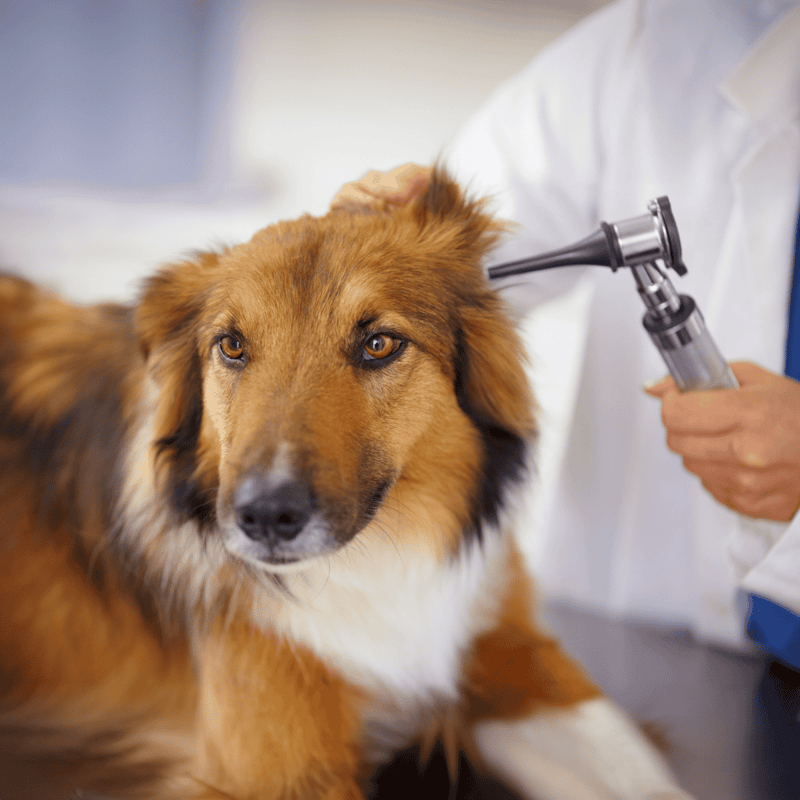 Collie health