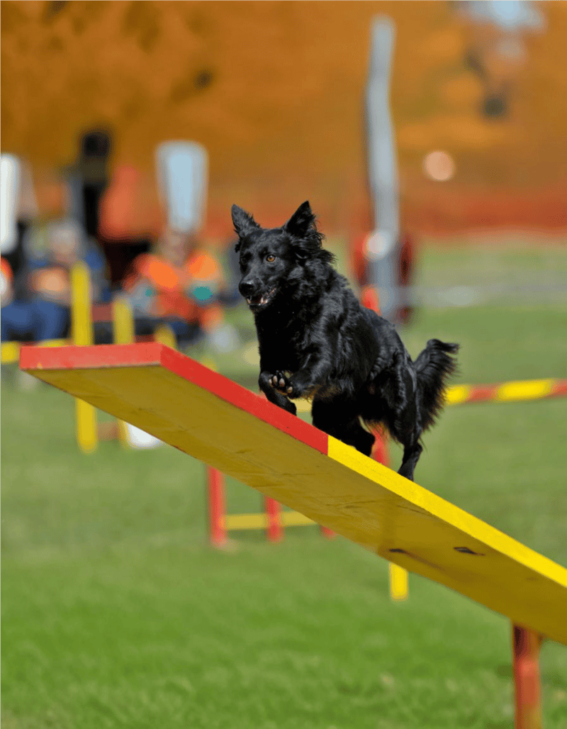Croatian Sheepdog photo 2