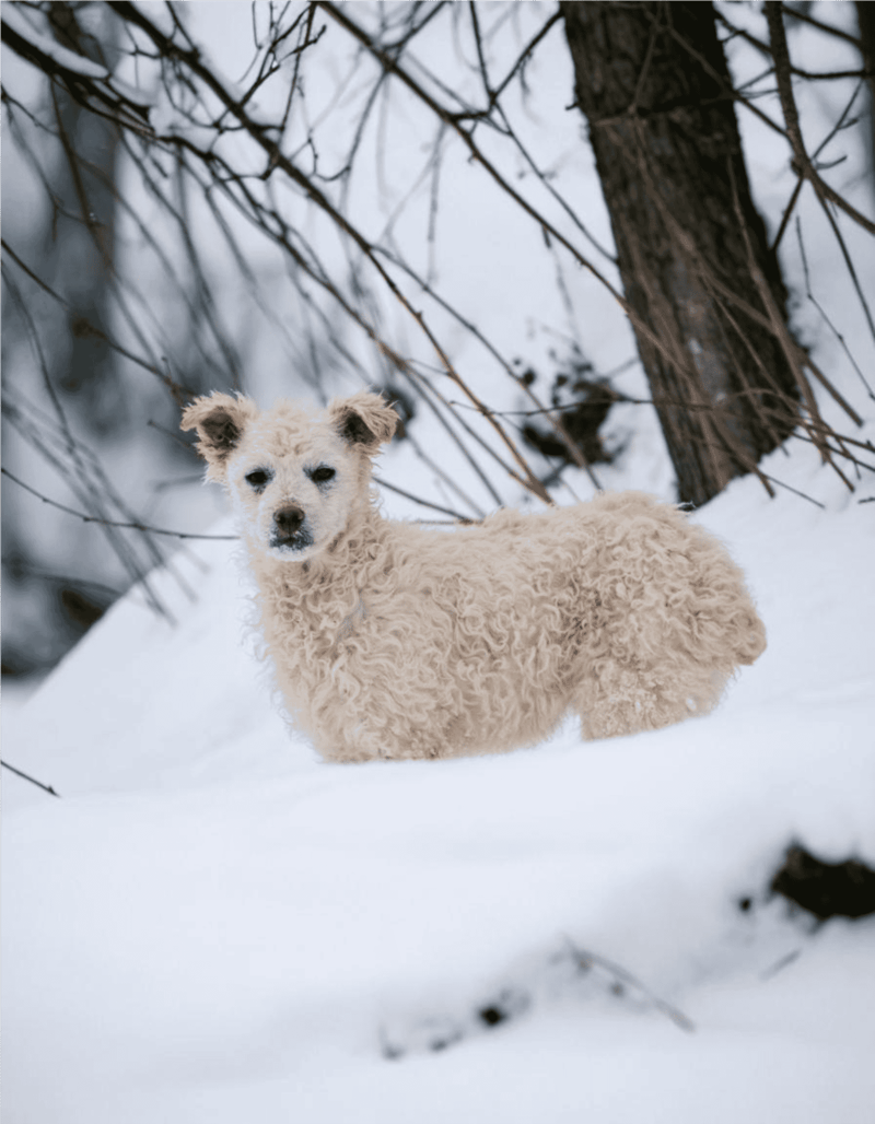 Croatian Sheepdog photo 1