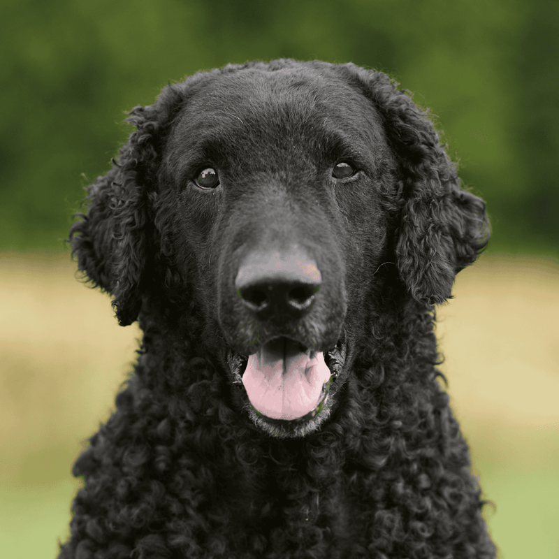 Adopt dogs easily.
