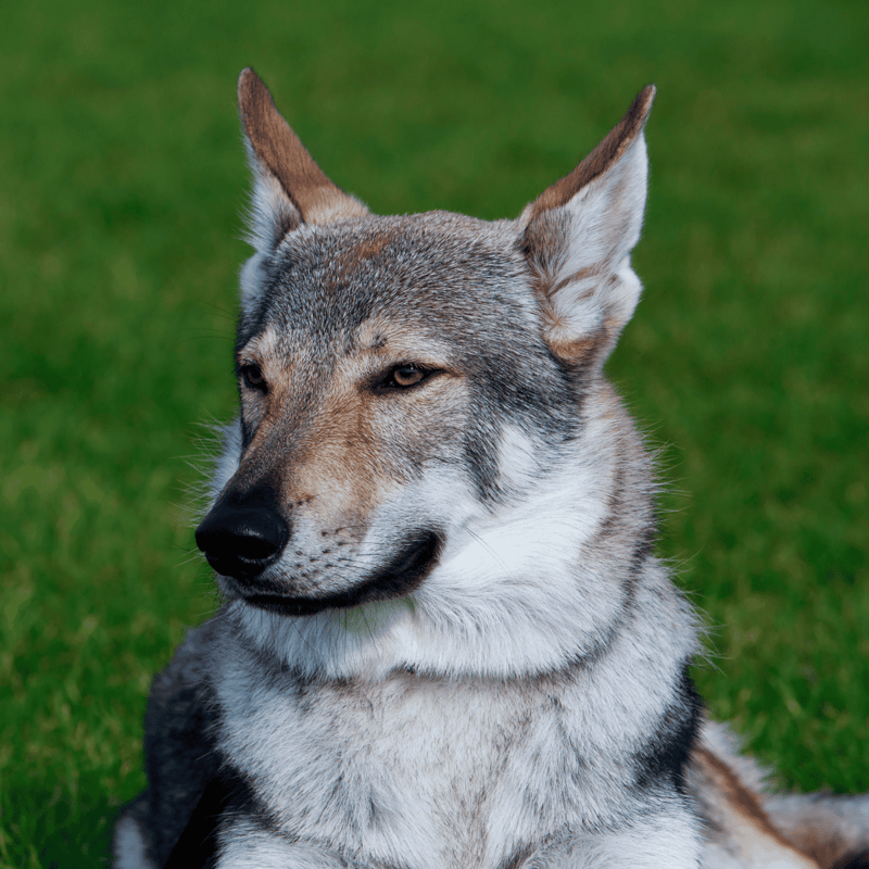Czechoslovakian Vlciak photo 2