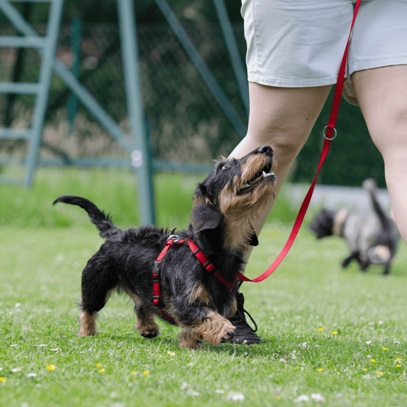 Dachshund characteristics