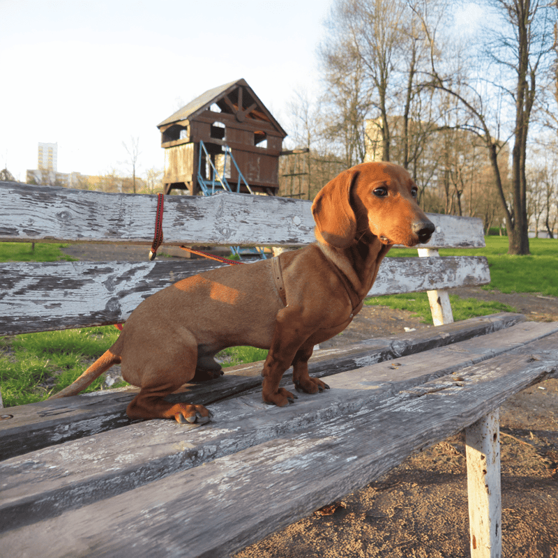 Dachshund photo 2