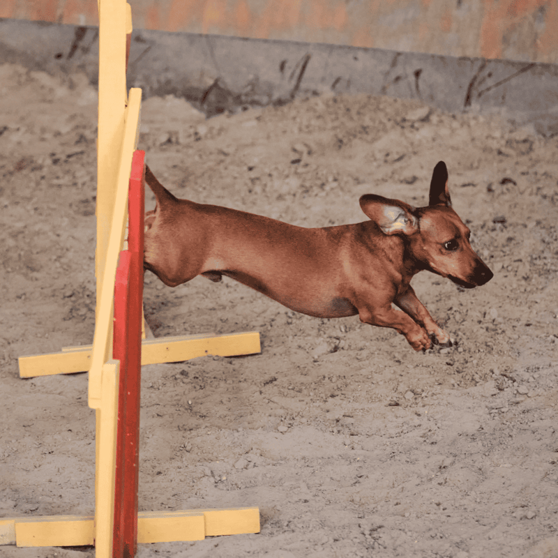 A brown dog jumping over a small agility hurdle on a dirt surface during training.