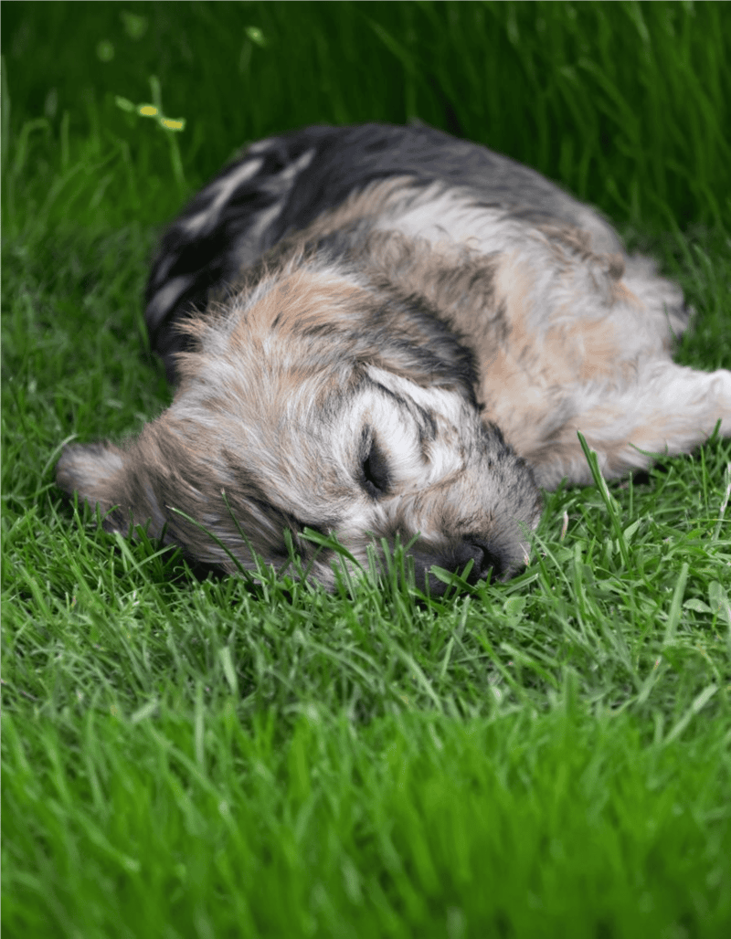 Dandie Dinmont Terrier photo 3