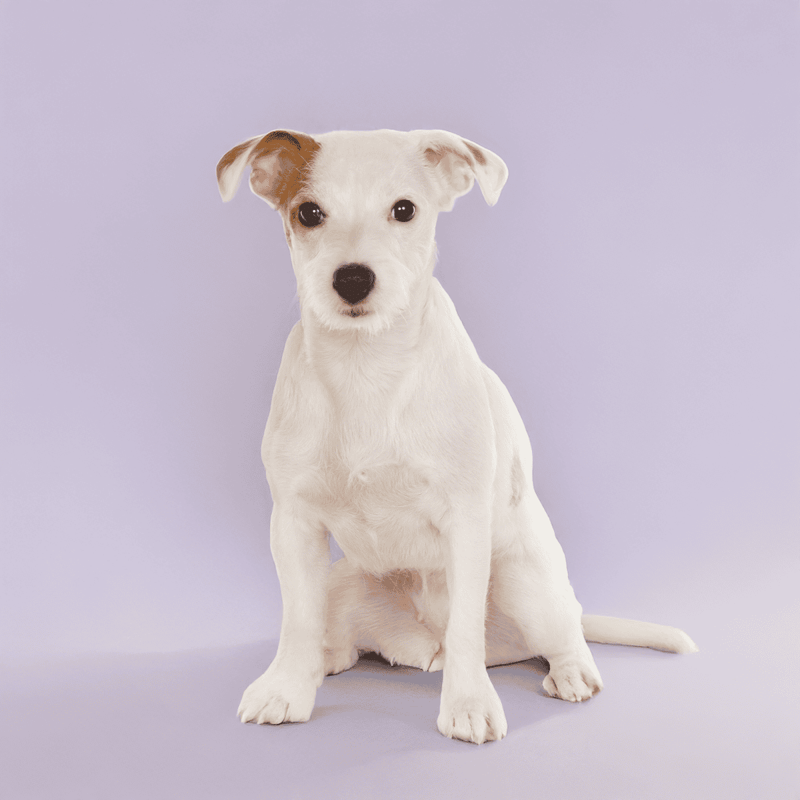 Adorable white Jack Russell dog with a curious expression, sitting attentively.