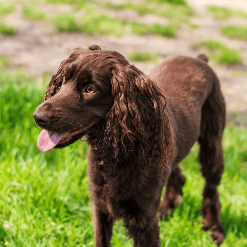 Deutscher Wachtelhund photo 2