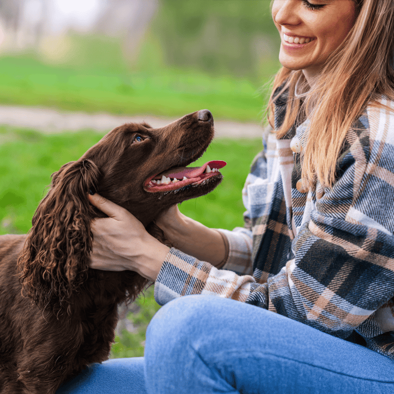 Deutscher Wachtelhund photo 1