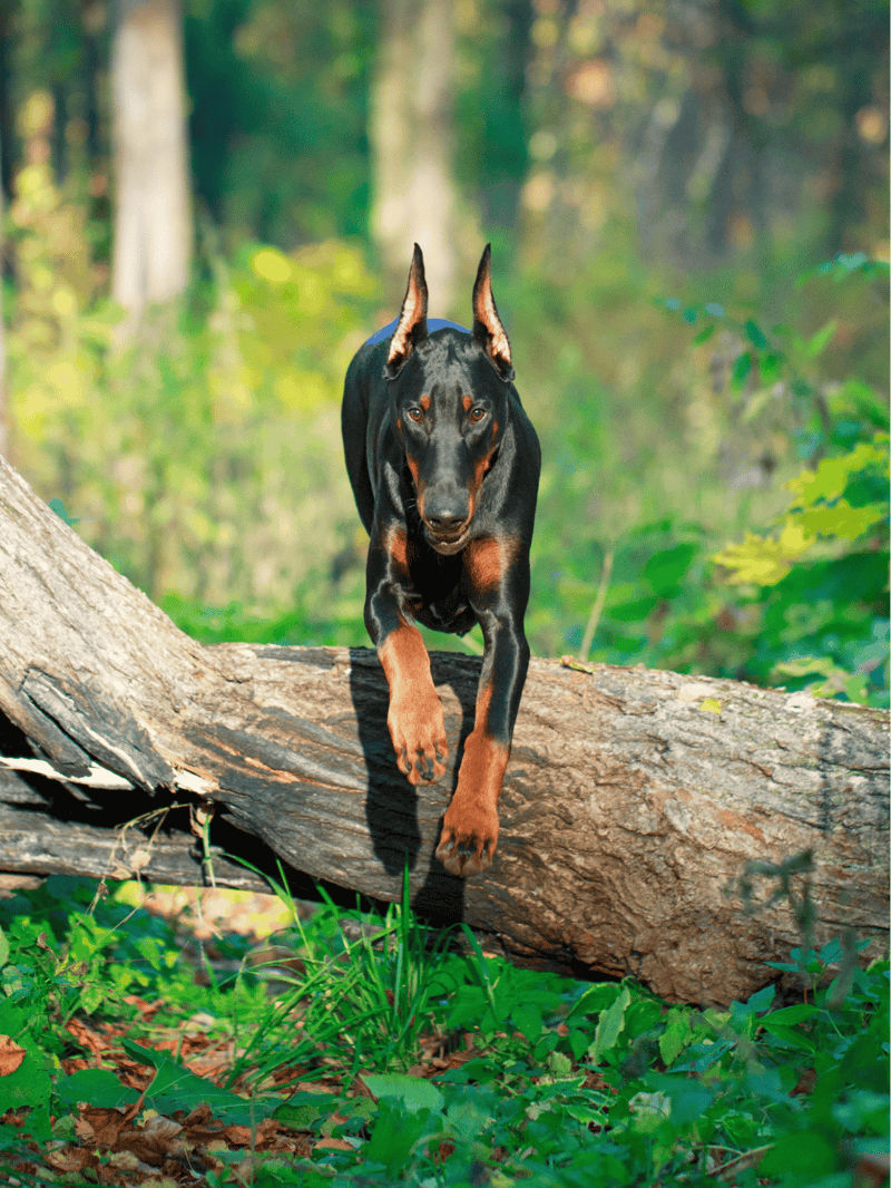 Doberman Pinscher overview