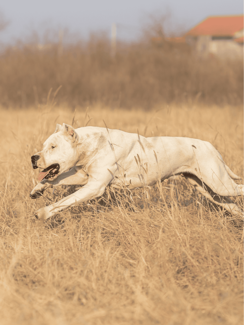 Dogo Argentino They were first purpose-bred in Argentina as hunters