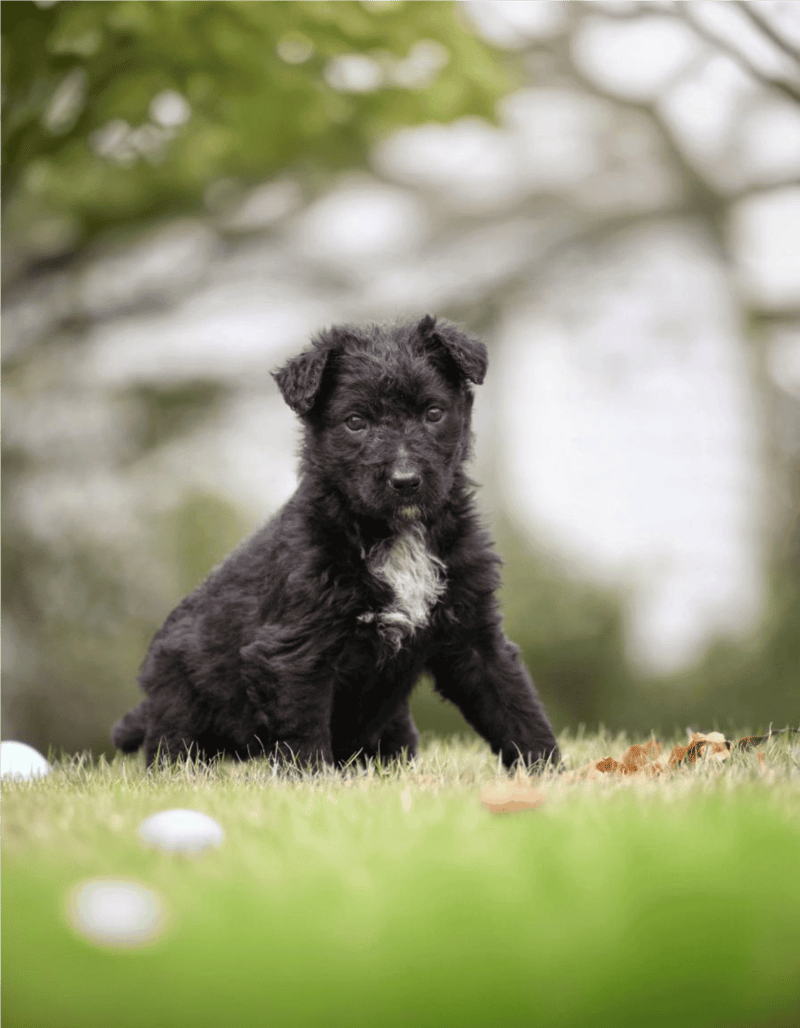 Dutch Shepherd photo 2