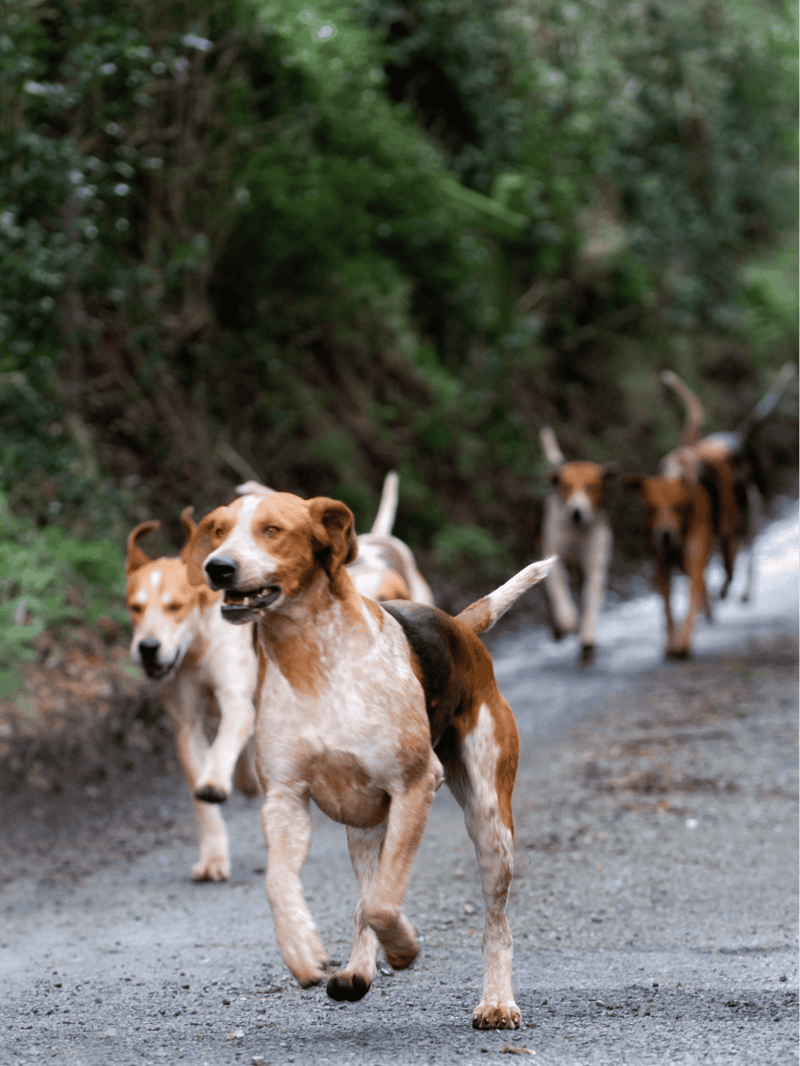 English Foxhound photo 3