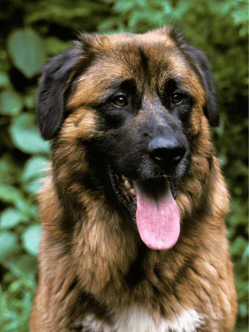 Estrela Mountain Dog photo 2