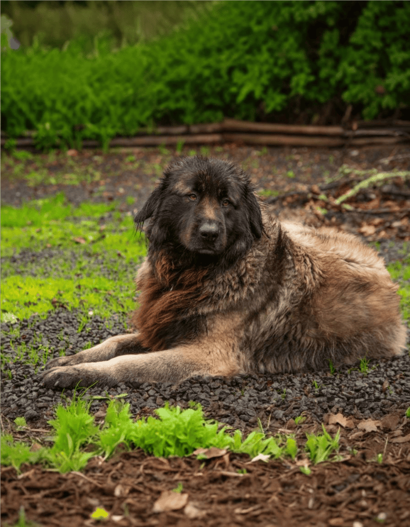 Estrela Mountain Dog photo 3