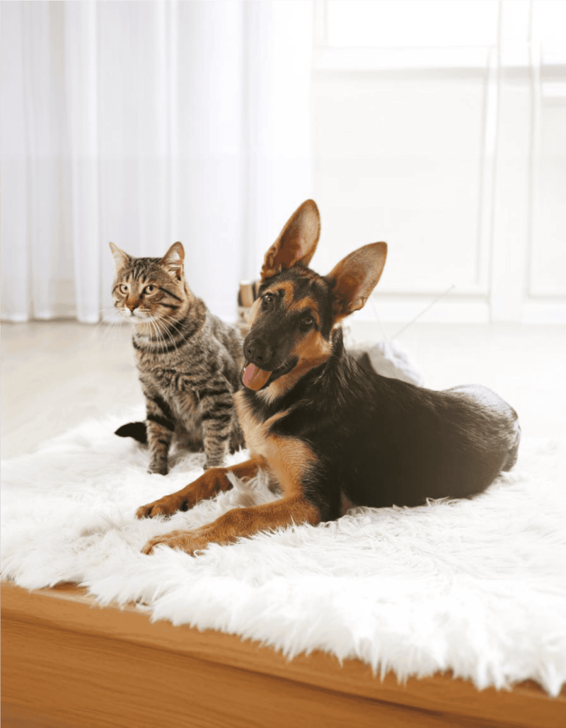 German Shepherd Dog Does This Breed Get Along With Other Pets