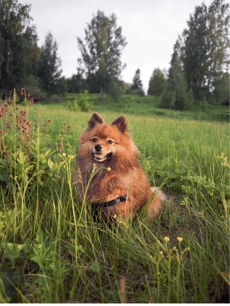 German Spitz photo 1