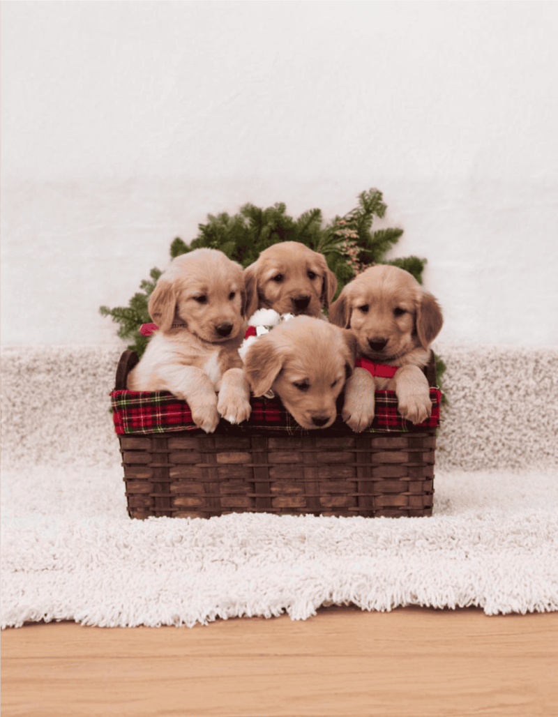 Golden Retriever photo 2