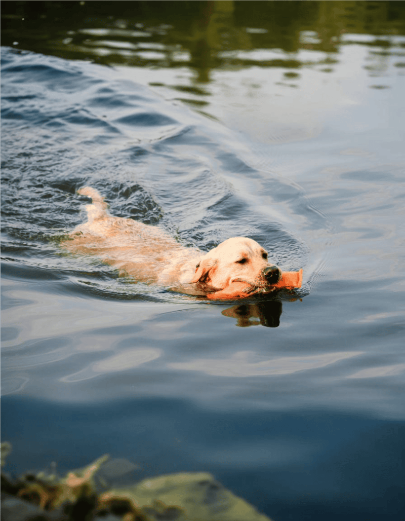 Golden Retriever photo 1