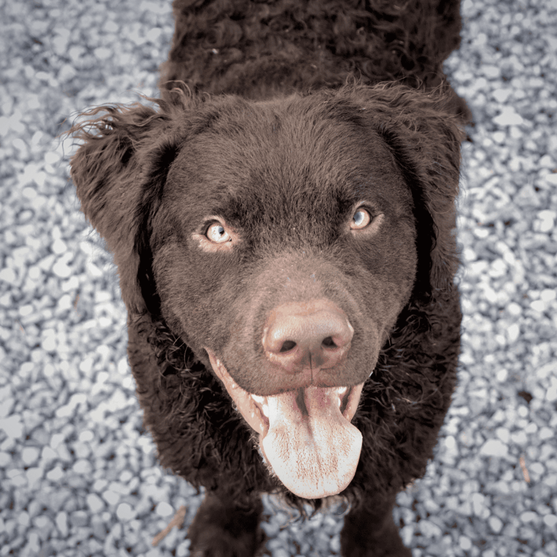 Adopt dogs easily.