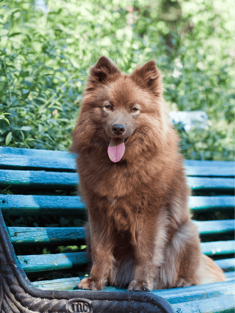 Temperament & Intelligence Of The Finnish Lapphund