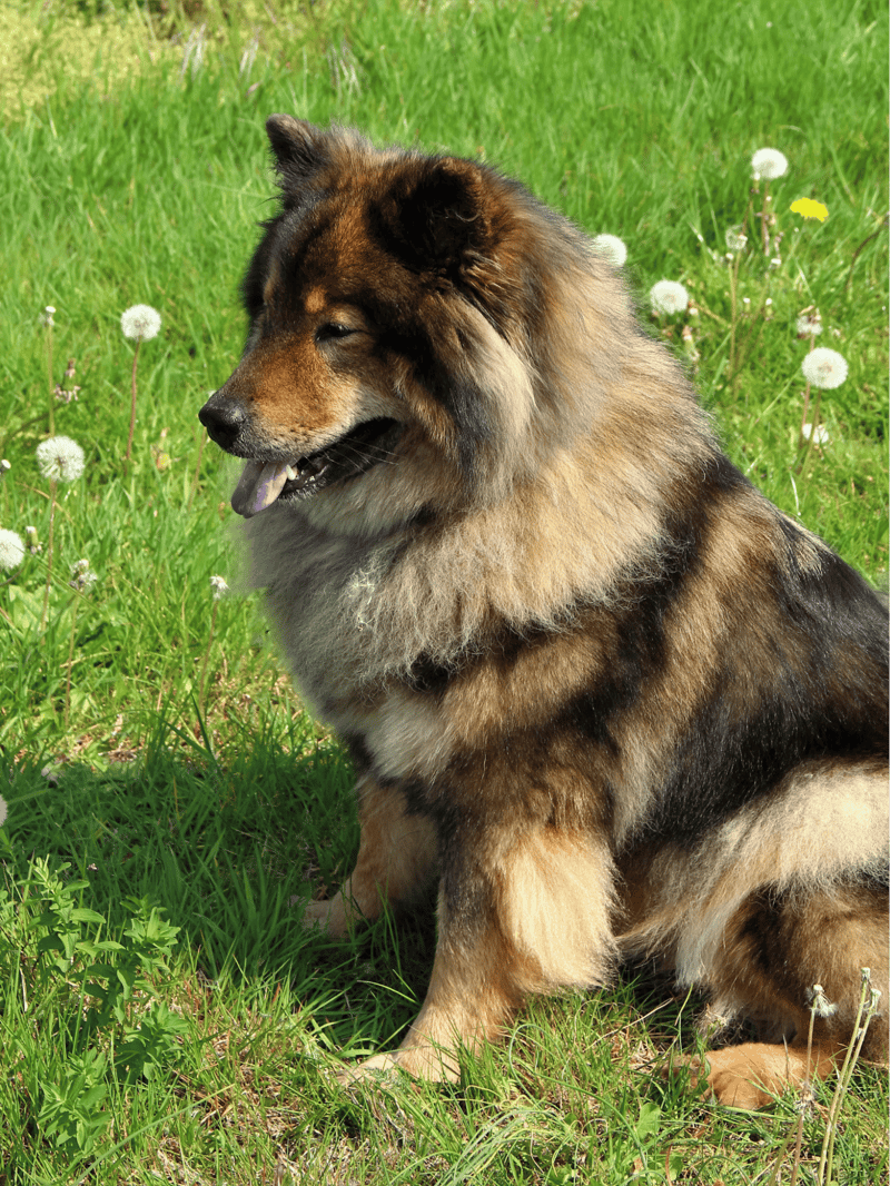 The AKC doesnât officially recognize Eurasiers