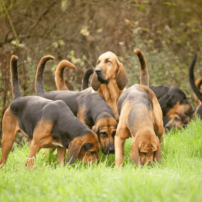 The Bloodhoundâs Sniffing Abilities Are Unmatched