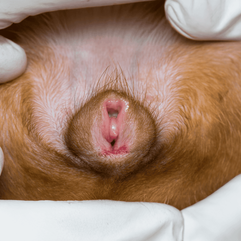 Dog genital infection close-up, veterinary examination, dog health care, vet clinic, pet hygiene.