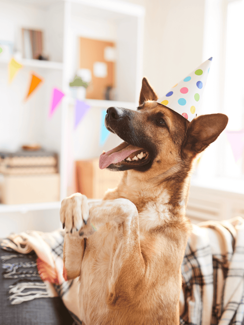 Dog wearing party hat at birthday celebration, highlighting pet party ideas and dog birthday events.