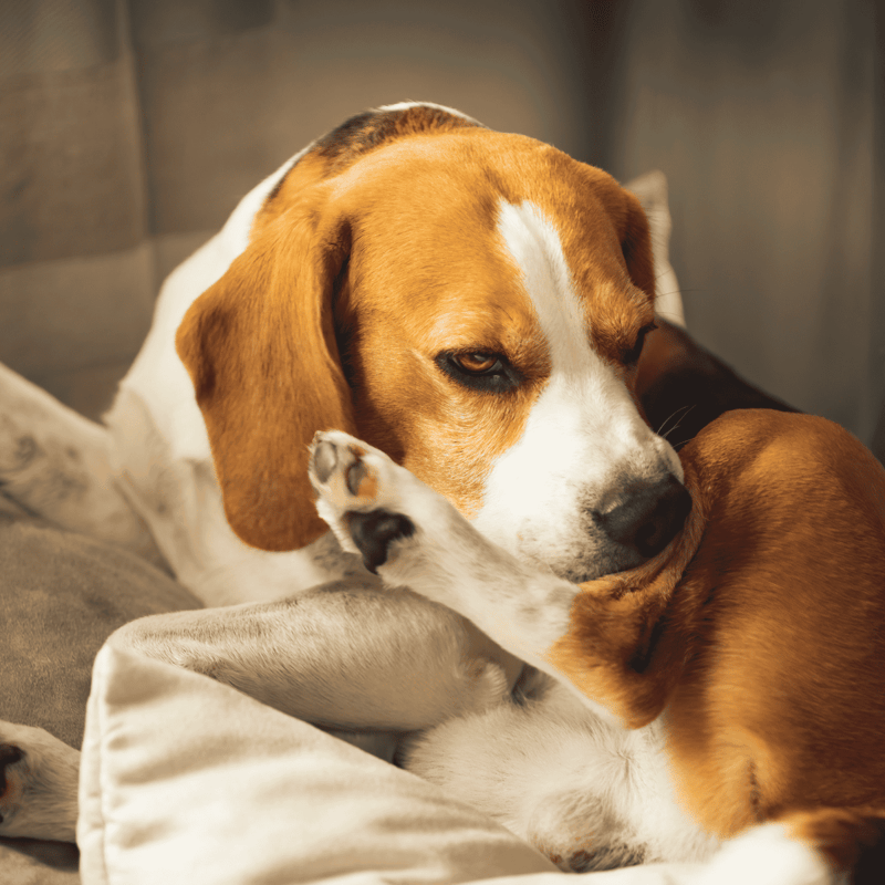 Adorable beagle puppy grooming and cuddling in cozy environment.