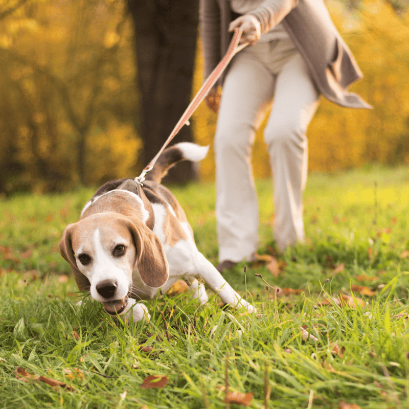 Adorable beagle puppy playing with a person in a park during autumn. Fun, training, and outdoor activities for dogs.