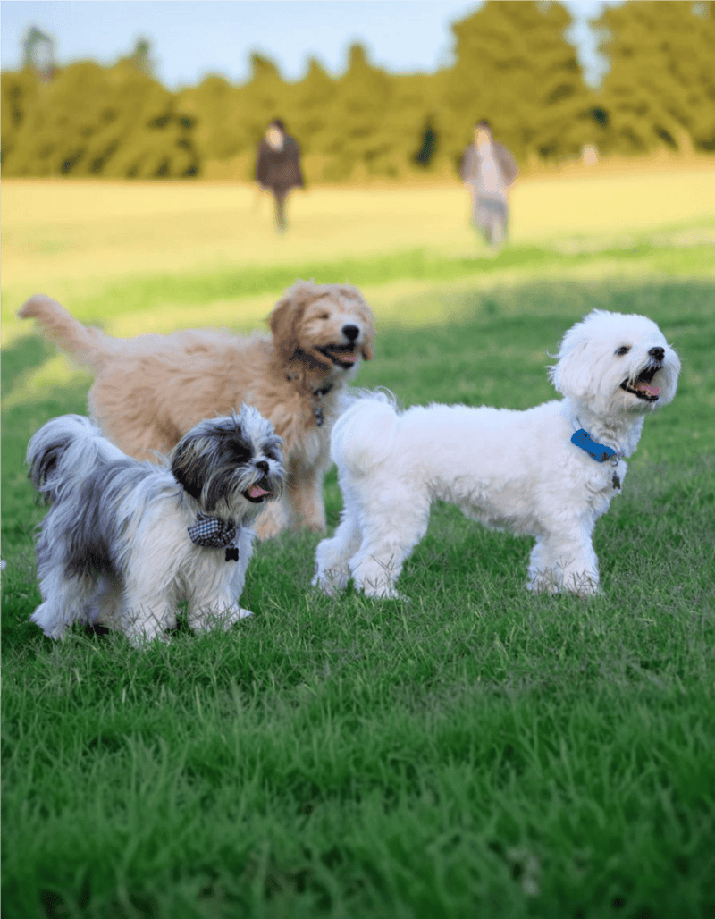 Adorable dogs enjoying outdoor playtime in a green park, highlighting professional dog care and grooming services.