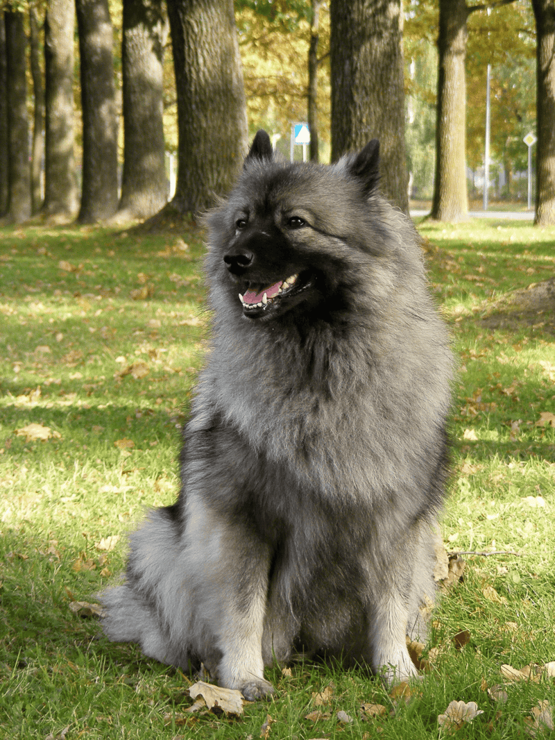 Dog grooming, bathing, and trimming for all breeds.