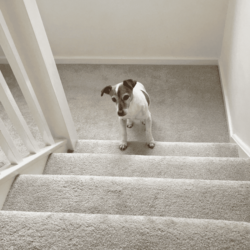 Dog on carpeted staircase, small dog with curious expression indoors.