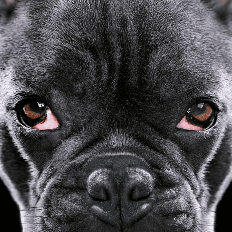 Close-up of a French Bulldog's face highlighting charming eyes and glossy fur, ideal for pet care and dog adoption content.