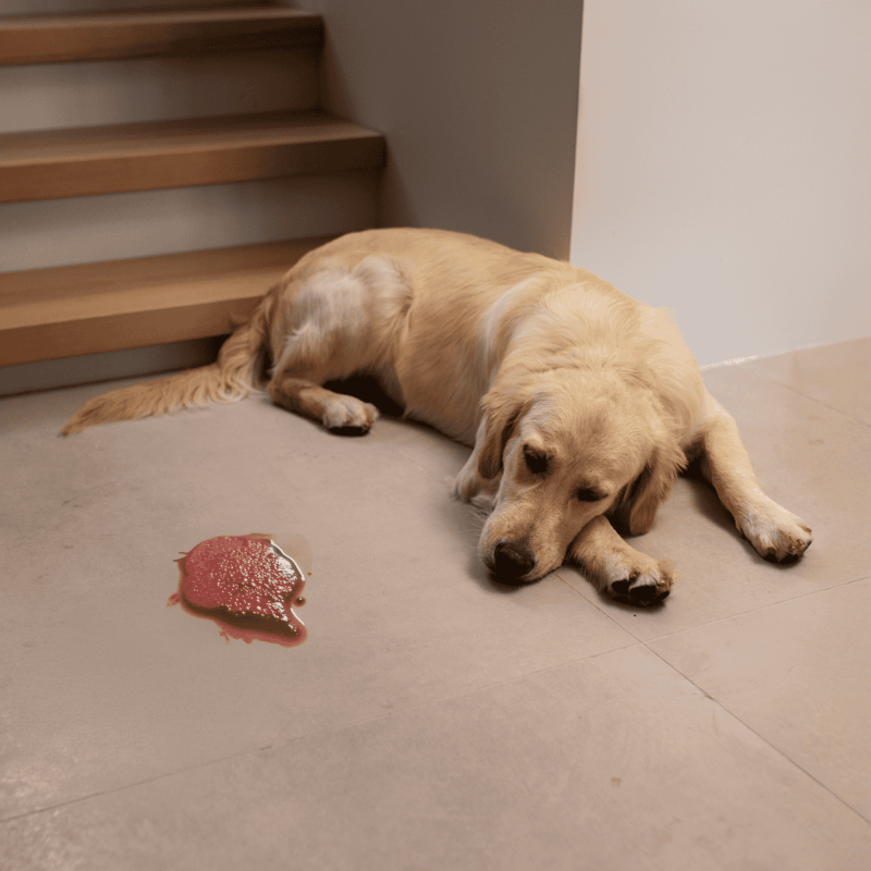 Dogs laying near a spill on the floor, emphasizing dog stain removal.