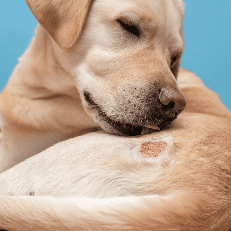 Close-up of a dog bite wound healing, veterinary care, animal wound treatment.