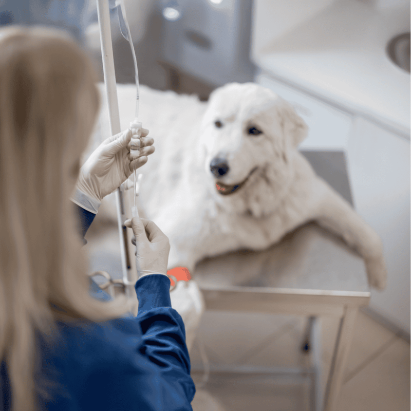 Modern veterinarian caring for white fluffy dog on examination table.