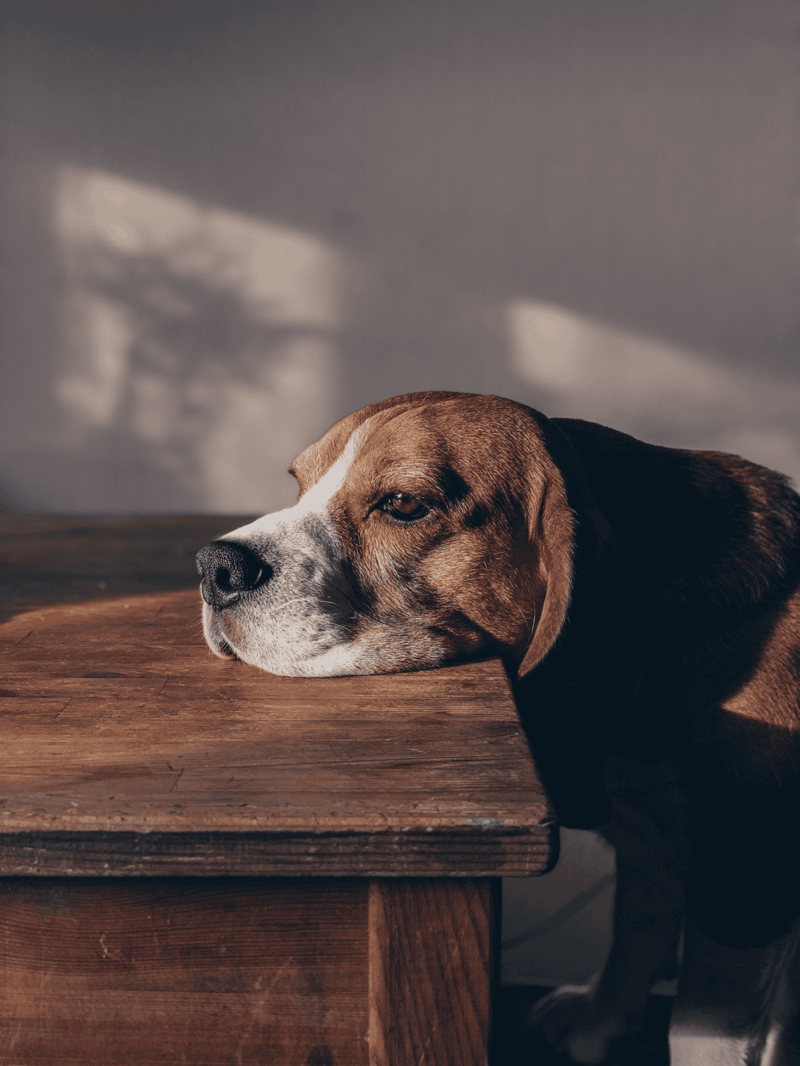 Dog lives and comfort, dog resting, pet relaxation, cozy pet care.